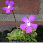 Pinguicula macroceras - 