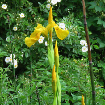 Iris pseudacorus