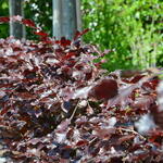 Carpinus betulus  'Purpurea' - Carpinus betulus 'Purpurea'