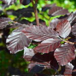 Carpinus betulus  'Purpurea' - Carpinus betulus 'Purpurea'