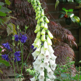 Digitalis purpurea 'Alba'