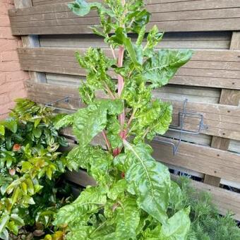 Beta vulgaris var. rubra