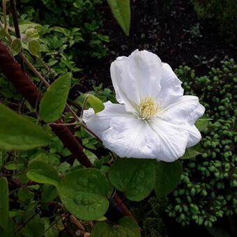 Clematis 'Destiny'