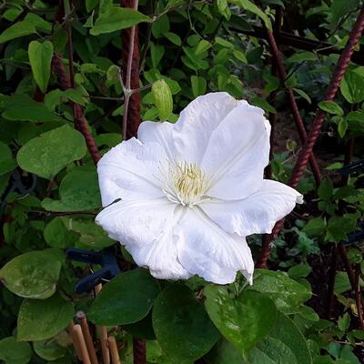 Clematis 'Destiny' - 