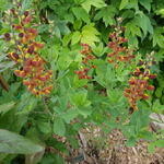 Baptisia 'Cherries Jubilee' - 