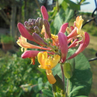 Lonicera x heckrottii 'American Beauty'