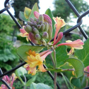 Lonicera x heckrottii 'American Beauty'