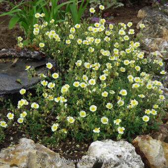 Helianthemum 'Elfenbeinglanz'