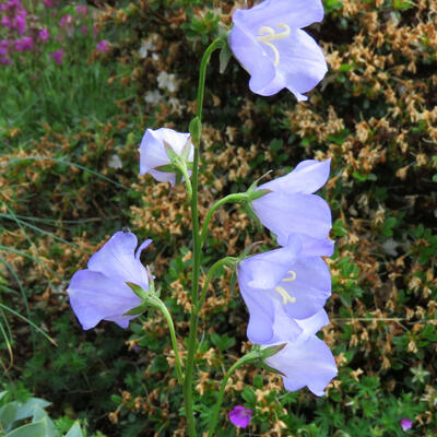 Campanula persicifolia - 