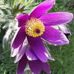 Pulsatilla vulgaris 'Violet' - 