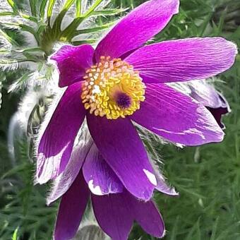 Pulsatilla vulgaris 'Violet'