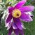 Pulsatilla vulgaris 'Violet'