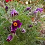 Pulsatilla vulgaris 'Violet' - 