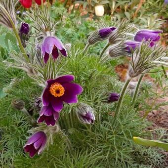 Pulsatilla vulgaris 'Violet'