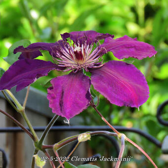 Clematis 'Jackmanii'