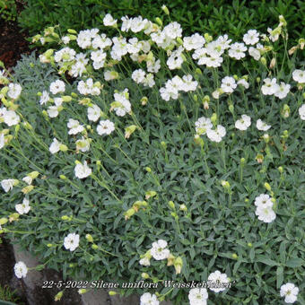 Silene uniflora 'Weisskehlchen'