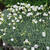 Silene uniflora 'Weisskehlchen'