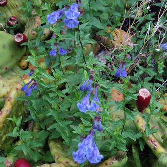 Scutellaria scordiifolia