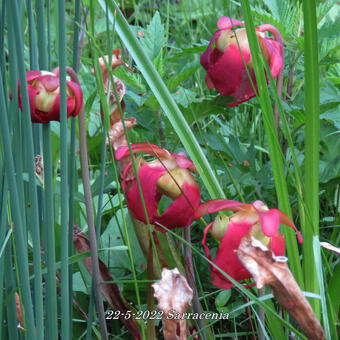 Sarracenia