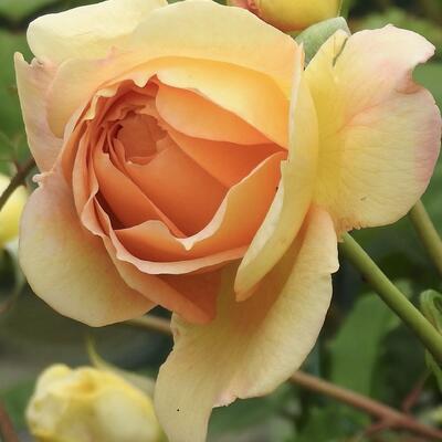 Rosa 'Lady of Shalott' - 