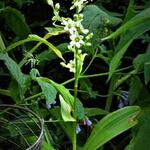 Veratrum grandiflorum - 