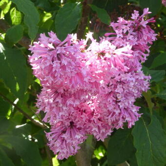 Syringa x prestoniae 'Miss Canada'