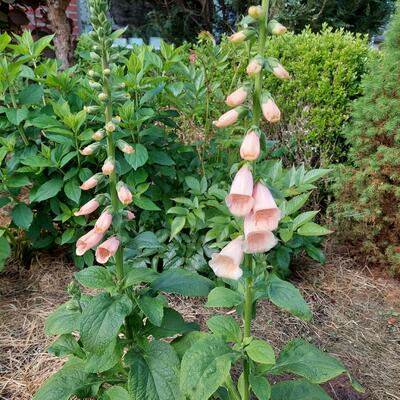 Digitalis purpurea 'Dalmatian Peach' - 