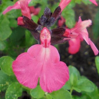 Salvia greggii 'Savannah Salmon Rose'