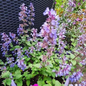 Nepeta x faassenii 'Purrsian Blue'