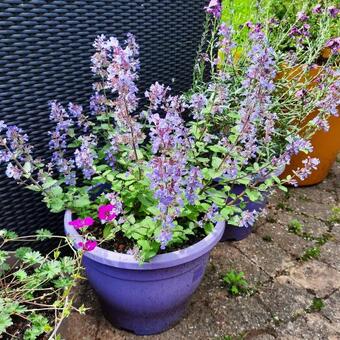 Nepeta x faassenii 'Purrsian Blue'