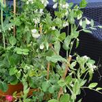 Pisum sativum var. macrocarpon ''Norli' - 