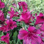 Alstroemeria 'INTICANCHA 'Dark Purple' - 