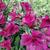 Alstroemeria 'INTICANCHA 'Dark Purple'