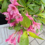 Weigela 'Picobella Rosa' - 