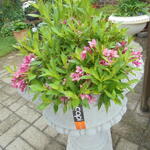 Weigela 'Picobella Rosa' - 