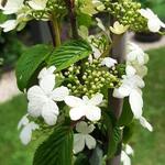 Viburnum plicatum 'Kilimandjaro Sunrise' - 