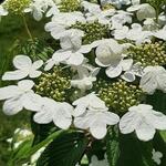 Viburnum plicatum 'Kilimandjaro Sunrise' - Viburnum plicatum 'Kilimandjaro Sunrise'