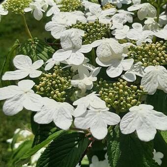 Viburnum plicatum 'Kilimandjaro Sunrise'