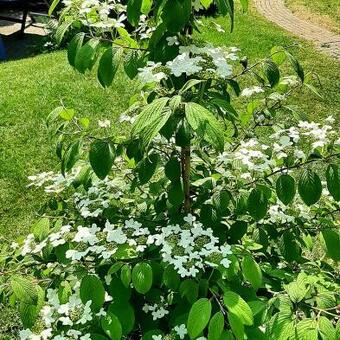 Viburnum plicatum 'Kilimandjaro Sunrise'