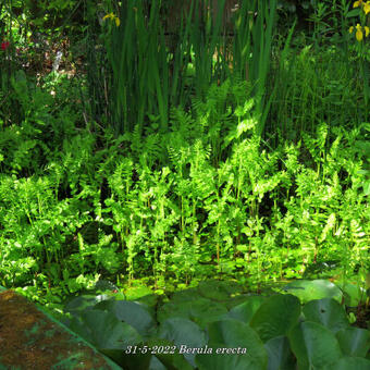 Berula erecta