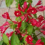 Weigela florida 'All Summer Red' - 