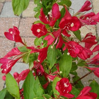 Weigela florida 'All Summer Red'