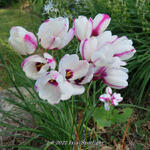 Ixia 'Spotlight' - 