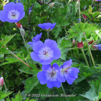 Geranium 'Rozanne'