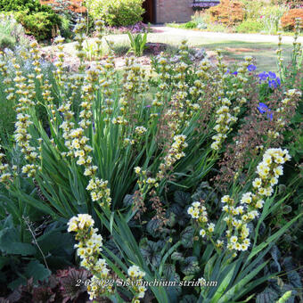 Sisyrinchium striatum