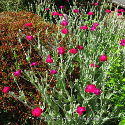 Lychnis coronaria 'Atrosanguinea' - Lychnis coronaria 'Atrosanguinea'