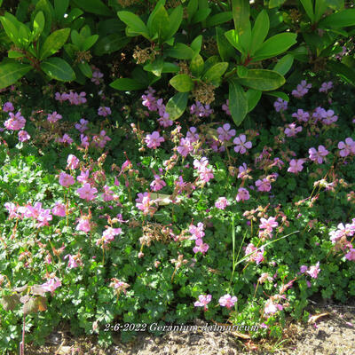 Geranium dalmaticum - 