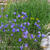 Campanula rotundifolia