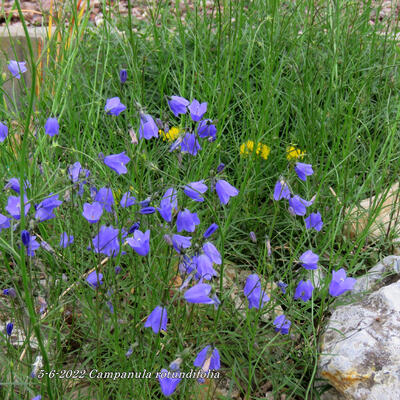 Campanula rotundifolia - Campanule à feuilles rondes - Campanula rotundifolia