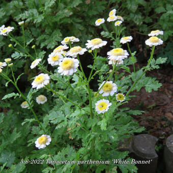 Tanacetum parthenium 'White Bonnet'